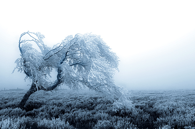 snowtree.jpg