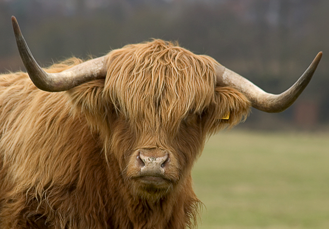 highland-cow.jpg