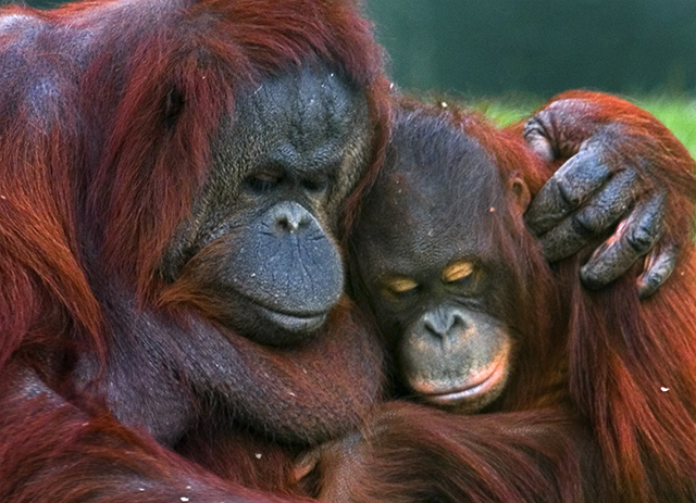 orangutang.jpg