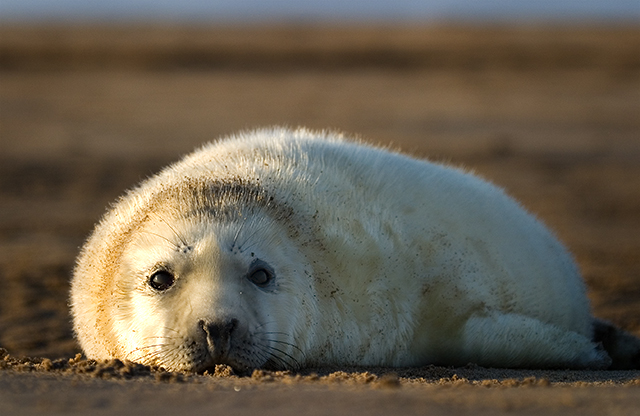 seal-pup2.jpg