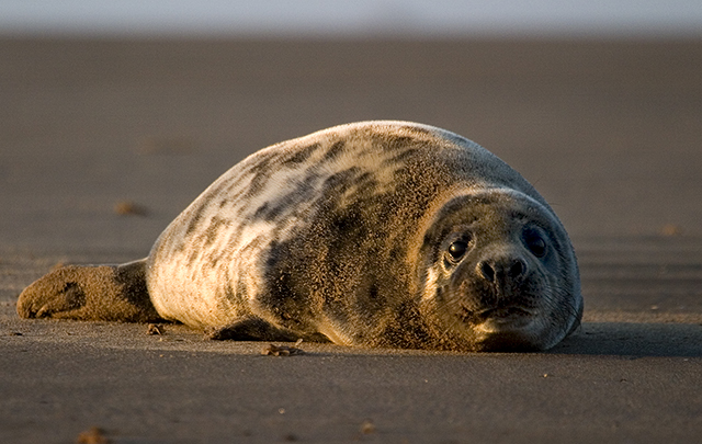 seal2.jpg