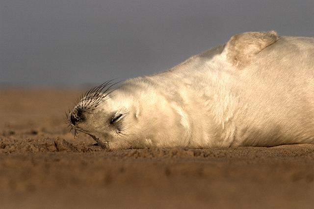seal-pup3.jpg