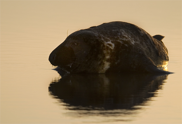 seal1.jpg