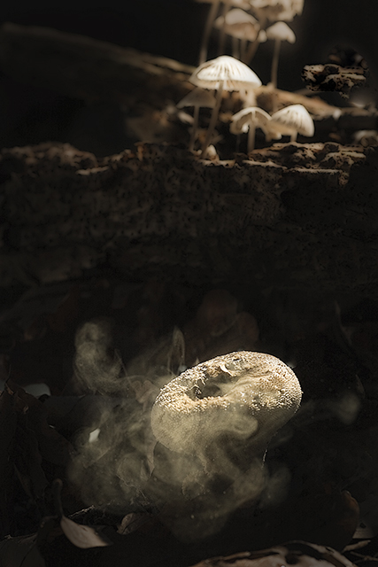 Puffball-explosion.jpg