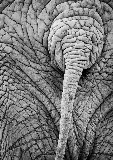 Elephants-Arse.jpg