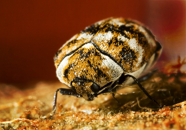 Clambid-Beetle.jpg