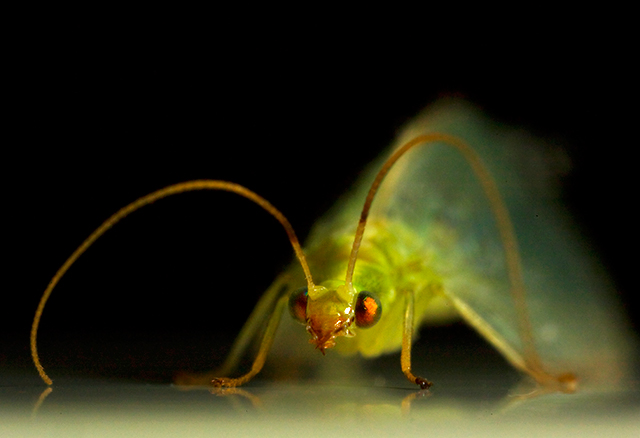 lacewing.jpg