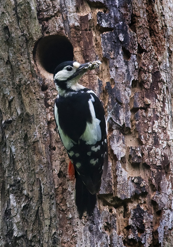Gt Spotted Woodpecker (female) at nest.jpg