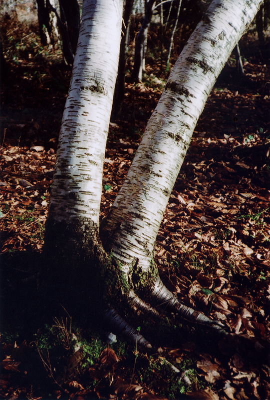 22_sml