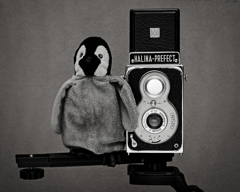 Watch the birdie!