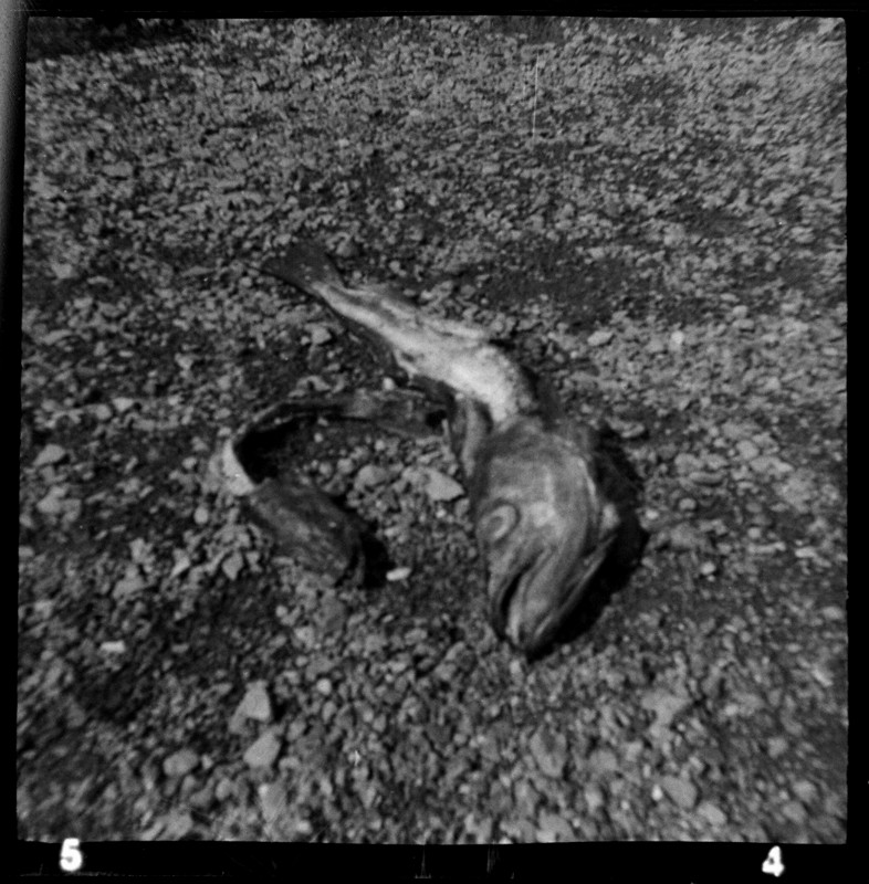 Fish heads, Fish heads, Rolly-polly fish heads