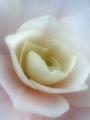 Begonia