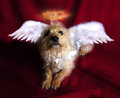 Angel Dog 2