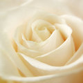 Champagne Rose