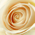 Champagne Rose