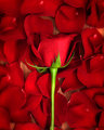 Rose Still Life