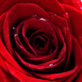 Red Rose