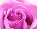Lavender Rose