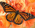 Butterfly and Roses