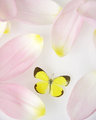 Tiny Yellow Butterfly