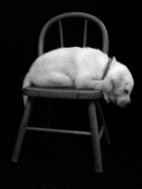 White Labrador Puppy