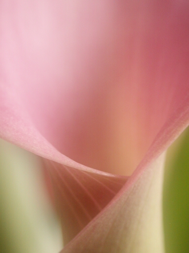 Calla Lily