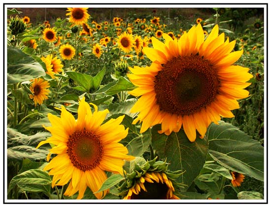Sunflower Fields Forever