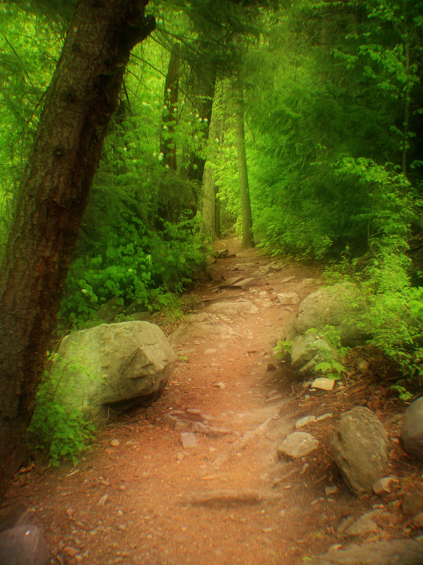 Forest Path (Color Version)