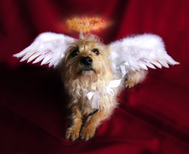 Angel Dog 2