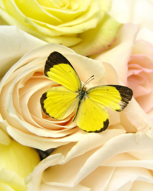 Butterfly and Roses