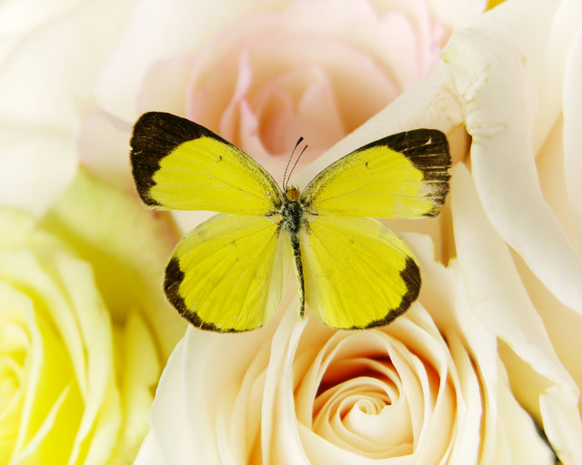 Butterfly and Roses