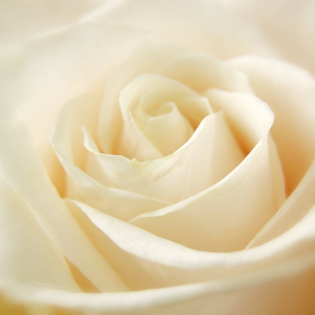 Champagne Rose
