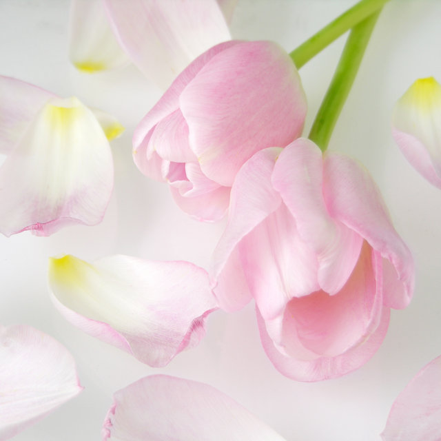 Tulip Still Life