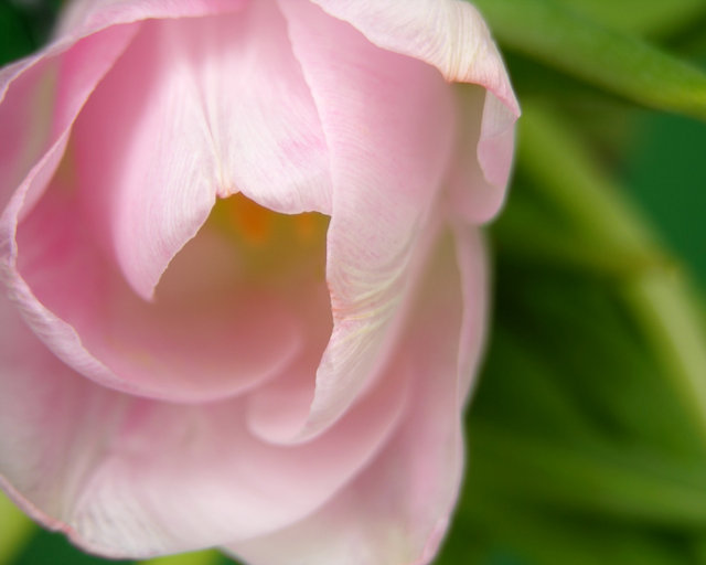 Pink Tulip
