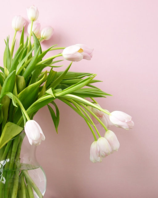 Tulips in Pink