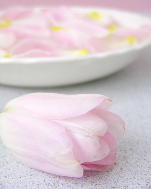 Tulip