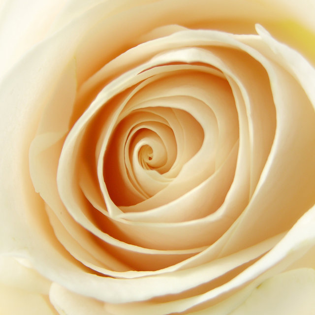 Champagne Rose