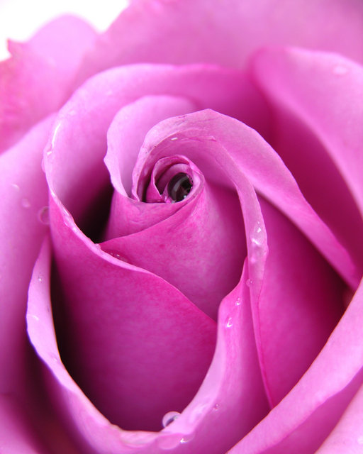 Lavender Rose II