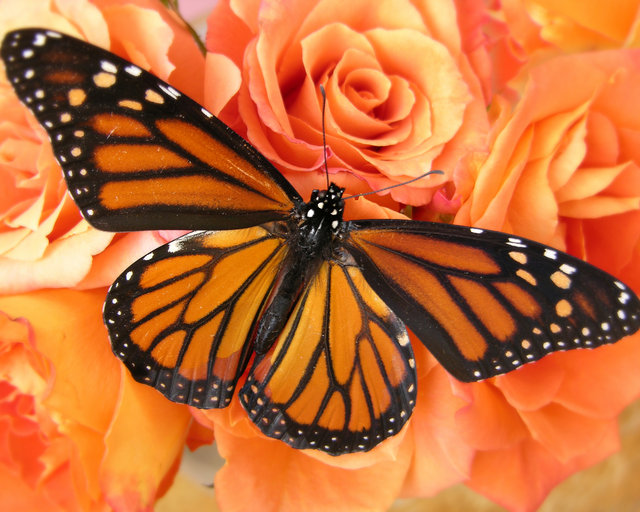Butterfly and Roses