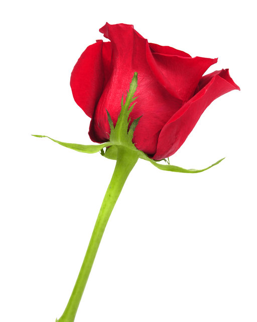 Long Stemmed Rose