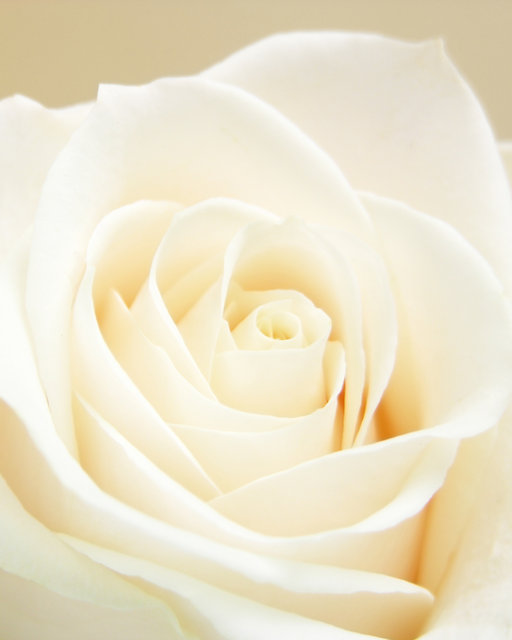 Champagne Rose