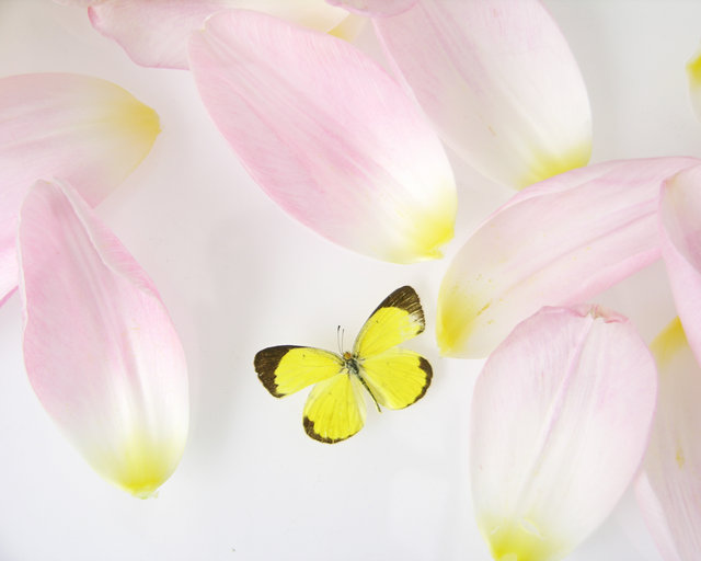 Yellow Butterflies and Flower Petals