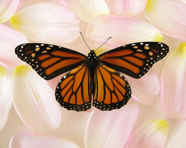 Butterfly and Flower Petals