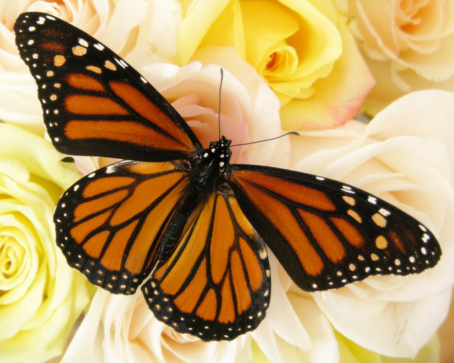 Butterfly and Roses