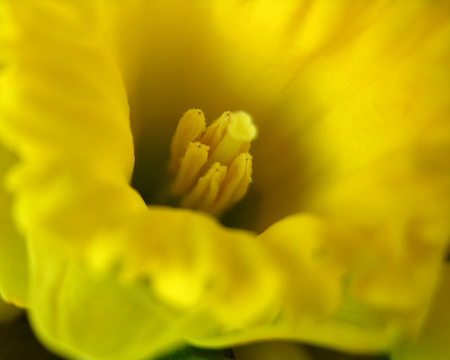 Daffodil Close Up