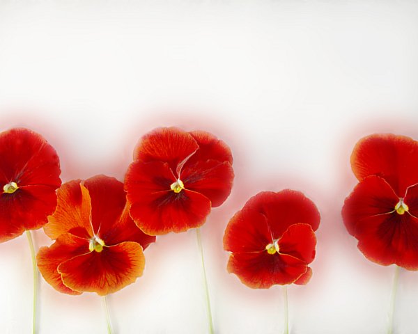 Standing Pansies