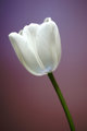 Tulip.jpg