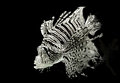 Lionfish.jpg