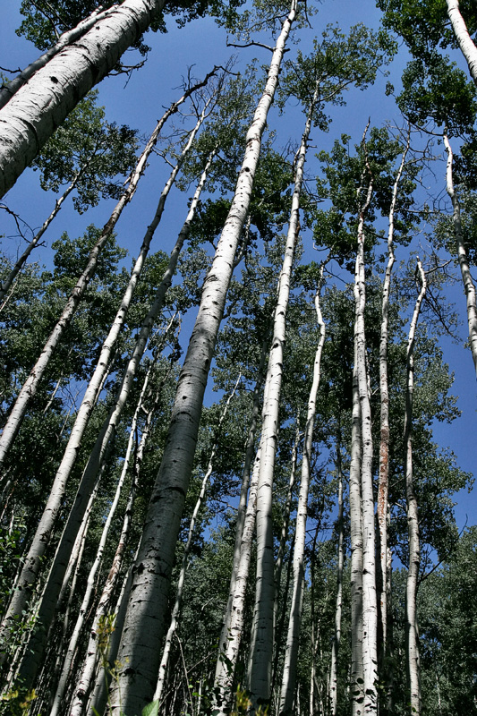 Aspens.jpg