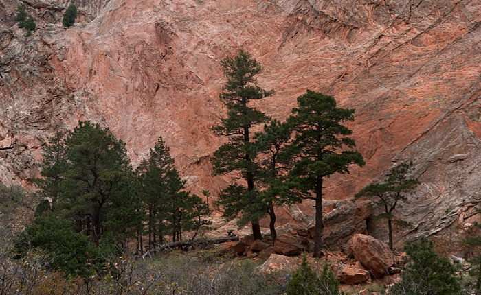 2998 Trees-Rocks Pbase.jpg